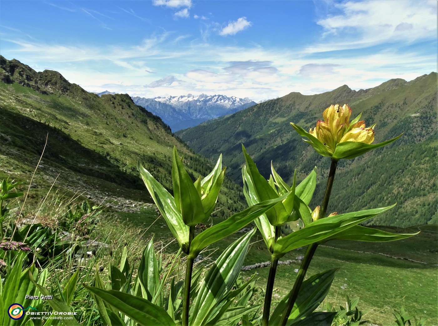 54  Gentiana punctata con vista in Valle Lunga.JPG